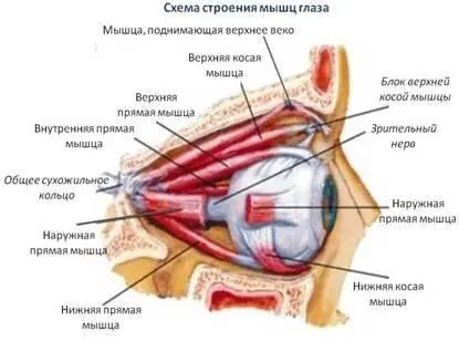 Работой мышц управляют черепномозговые нервы глазодвигательный отводящий и - фото 6