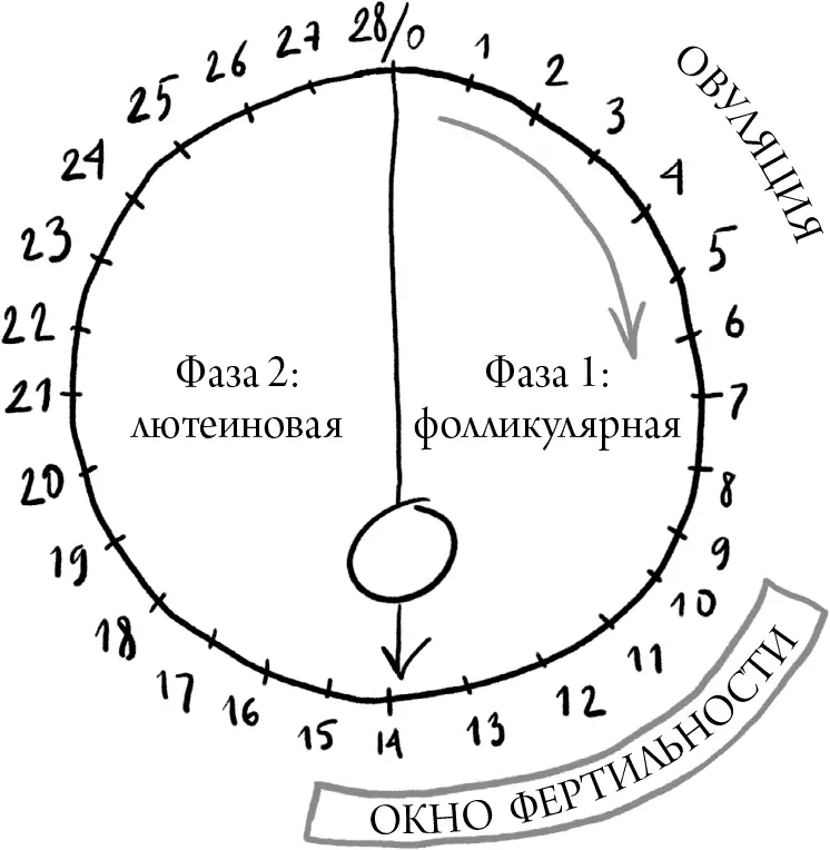 Кровотечения Вверху отметим начало нового цикла и одновременно окончание - фото 34