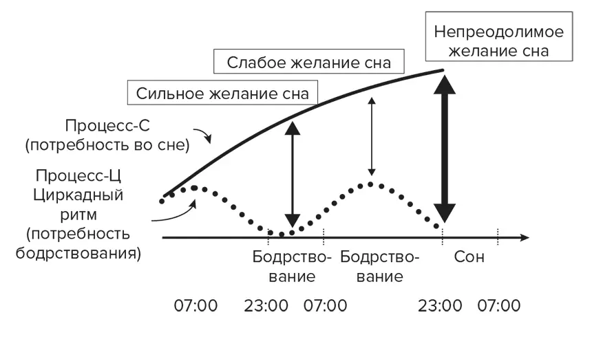Оставаясь в бодрствующем состоянии и блокируя выведение аденозина которому - фото 7