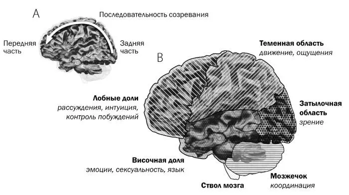 РИСУНОК 3 Доли мозгаA Мозг развивается от задней стороны к передней B Кору - фото 3