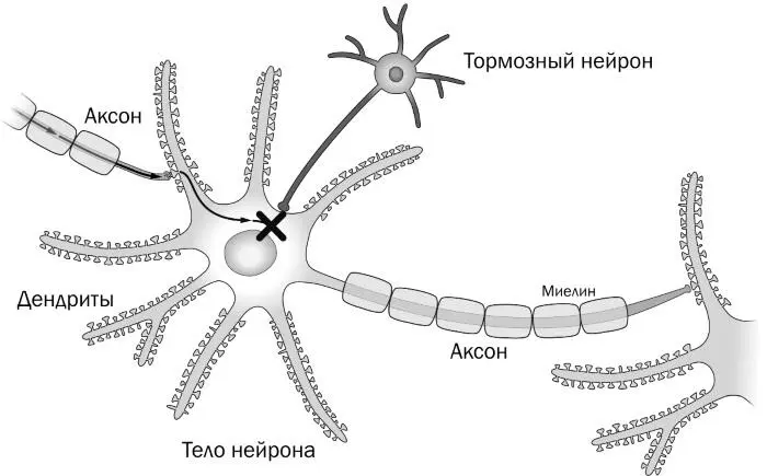 РИСУНОК 7A Тормозные клетки могут остановить передачу сигналаОни высвобождают - фото 7