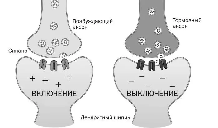 РИСУНОК 7В Возбуждающие и тормозные синапсывозбуждающие нейроны испускают - фото 8