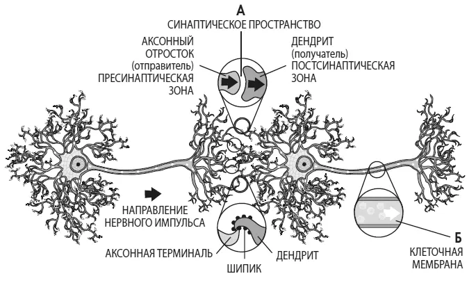 Рис 33 Схематический вид синаптического пространства дендритных шипиков и - фото 8
