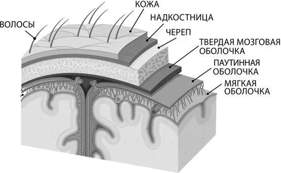 Твердая мозговая оболочка обеспечивает механическую защиту головного мозга - фото 7