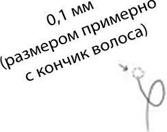 Итак с момента зачатия прошел один день и вскоре коечто должно произойти - фото 9
