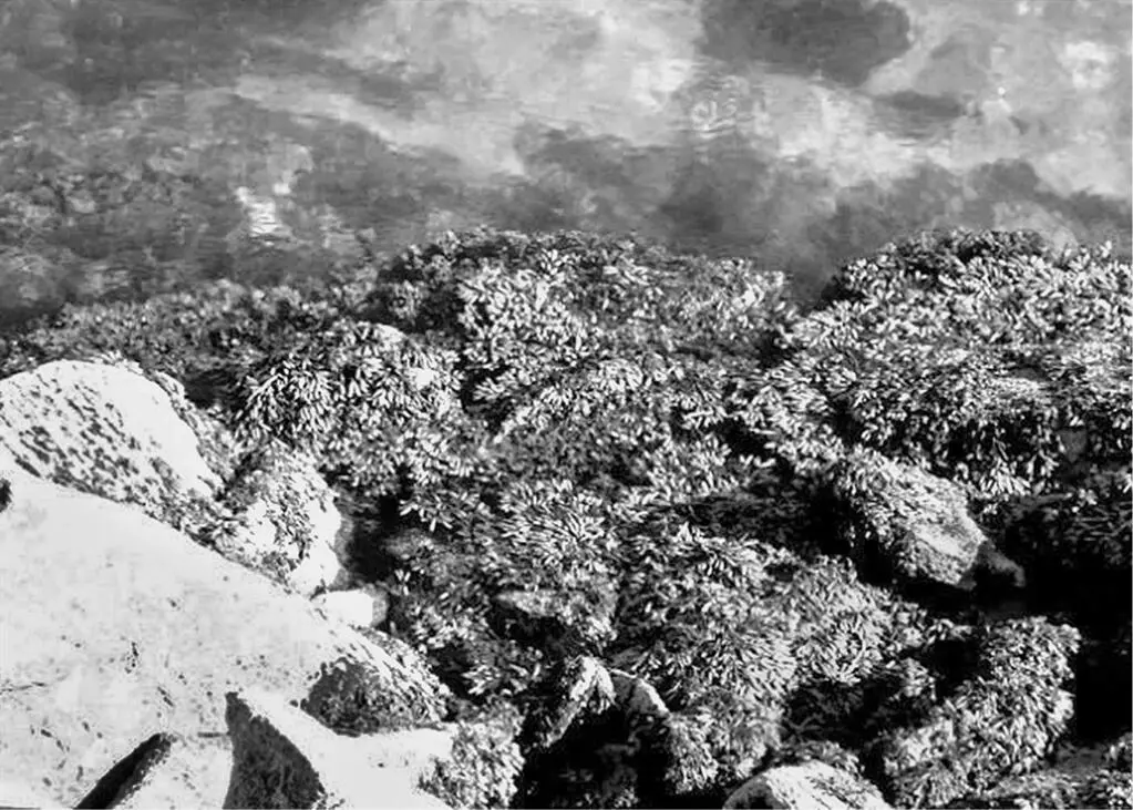 Фукус морской виноград Фото автора Знаю тебя больше двадцати лет Люди - фото 28