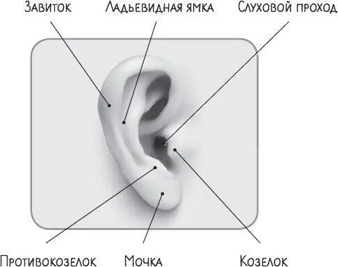 НАРУЖНОЕ СТРОЕНИЕ УХА То что мы видим со стороны это ушная раковина и вход - фото 2