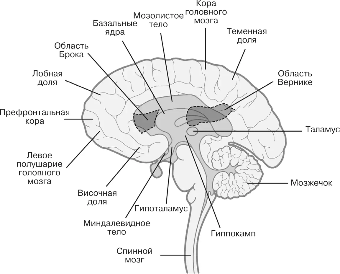 Рис 1 Основные отделы мозга Мозг самая сложная из всех известных систем - фото 1