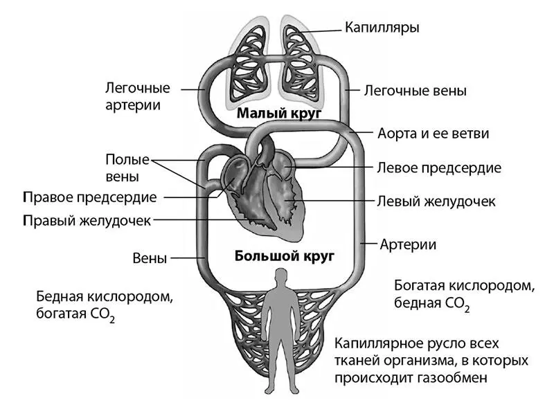 Рис 1 Схема кровообращения человека Но вернемся к анатомии сосудов В нашей - фото 2