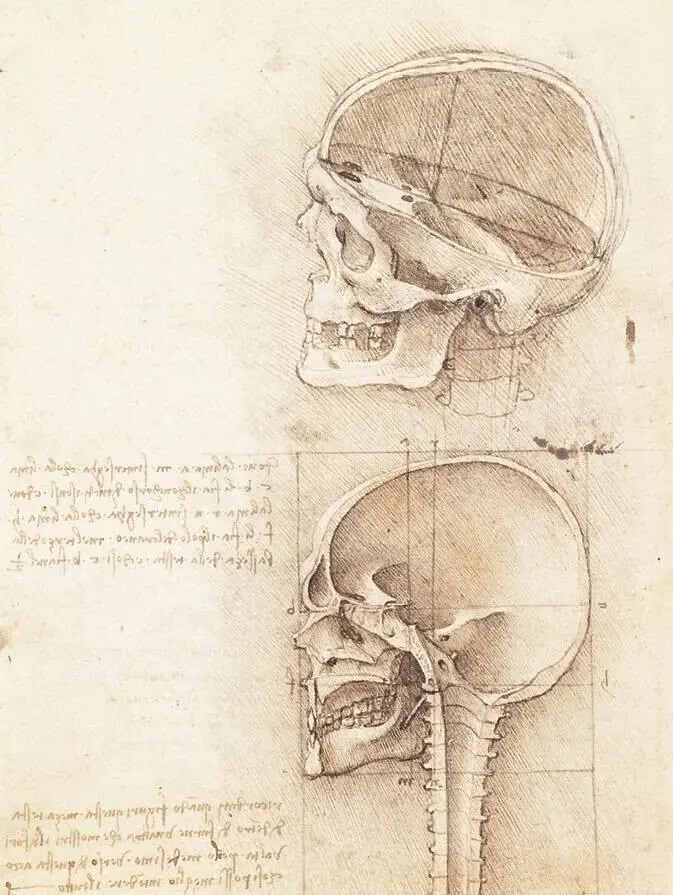 Рис 28 Леонардо да Винчи Анатомический эскиз человеческого черепа в разрезе - фото 28