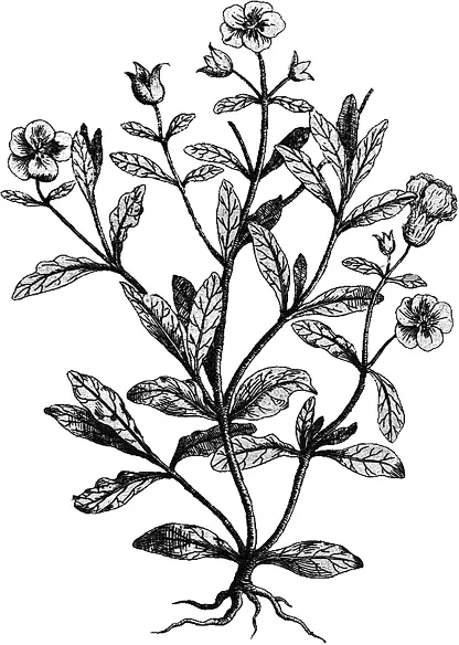 Kisthos Аристотеля ладанник Cistus sp Только вообразите два философа - фото 7