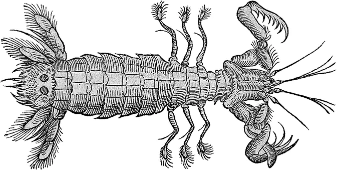 Krangon Аристотеля ракбогомол Squilla mantis Тюленю свойственно реветь - фото 18