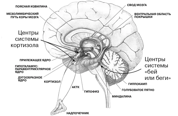 Две основные системы реакции на стресс в мозге человека это система кортизола - фото 3