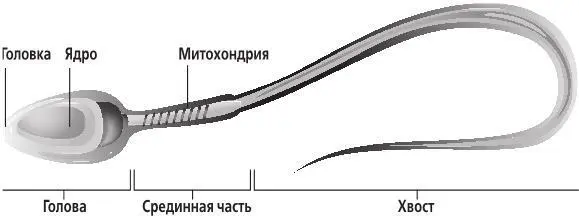 Строение сперматозоида Маленькая головка в которой кроме ядра ДНК - фото 16