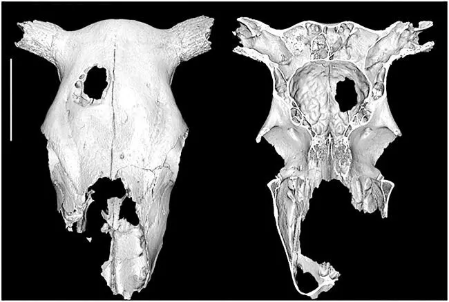 Рис 2 Череп коровы с отверстием в правой лобной кости Размер линейки 10 - фото 3