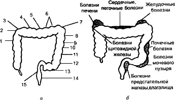 На рис 7а показана стимулирующая система толстого кишечника 1 этот участок - фото 7