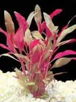 Очень привлекательное длинностебельное растение листья которого имеют окраску - фото 2