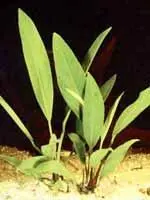 Растениеимеет несколько форм Одна из них широко известна под названием А - фото 5