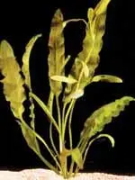 Широкораспространенное у аквариумистов очень неприхотливое растение обладающее - фото 11