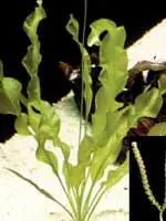 Оченькрасивое и своеобразное аквариумное растение Оно имеет широкие удлиненные - фото 16