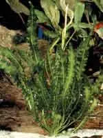 Родина его северозападная часть о Мадагаскар Крепкое растение с широкими - фото 13