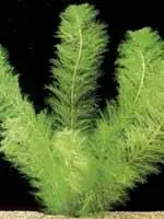 Растение известно также под названием Myriophyllum eggelingi Myriophyllum - фото 66