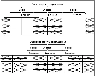 Рис3 Тонкая нить представляет из себя две спирально скрученные нити белка - фото 3
