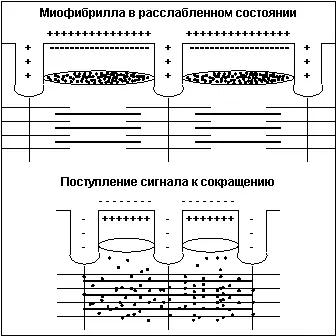Рис4 Под воздействием Са нить тропомиозина входит глубже в канавку и - фото 4