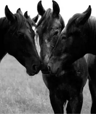 Выбор седла Положив седло на корову лошади из нее не сделаешь Пословица На - фото 11