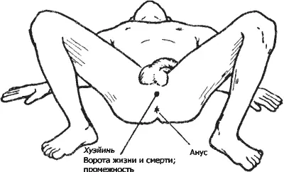 Массируйте яички на несколько минут выставляйте точку Хуэйинь промежность на - фото 43