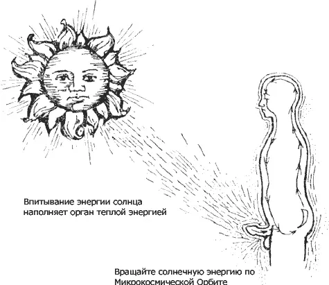 Мужские и женские репродуктивные органы никогда не выставляются на солнце И - фото 44