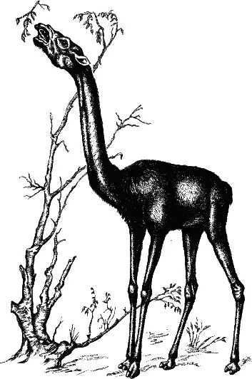Рис 44 Внешний вид жирафы известен каждому Но не каждый знает что в - фото 72