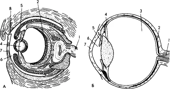 Рис 47 Один из популярнейших примеров конвергенции глаз осьминога А и - фото 74
