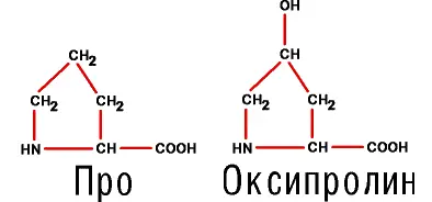 Добавим что оксипролин и цистин возникают уже в белке из пролина и цистеина - фото 30