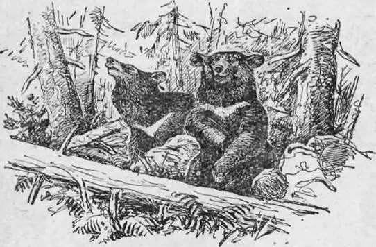 Черный гималайский медведь Охота на черного медведя мало чем отличается от - фото 2