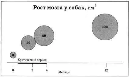 Рис 18 Схема увеличения объема мозга Мозг растет в основном в критический - фото 19