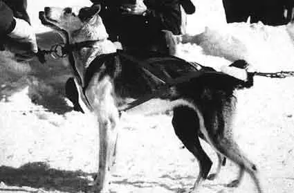 Рис 34 Эти две собаки обладая одинаковым телосложением и манерой бега - фото 34