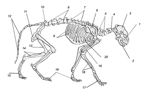 Анатомическое строение скелета кошек 1 лицевая часть четепа 2 нижняя - фото 1
