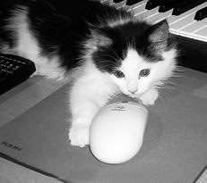 С помощью лап кошка исследует незнакомые предметы Что касается вкусовых - фото 4