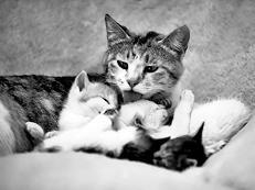 При выборе котенка следует обратить внимание на его мать Прежде всего нужно - фото 6