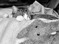 Место где котенок будет спать должно быть теплым и уютным Всем без - фото 9