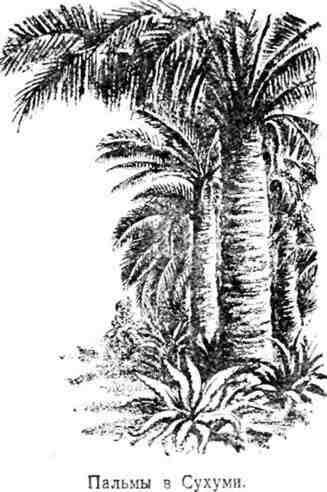 ЧТО МОЖНО СДЕЛАТЬ С ФИНИКОВОЙ ПАЛЬМОЙ Как из финика вырастить пальму В наших - фото 13