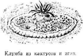 Наряду с гигантскими шарами растут в песке кактусыкарлики мелкие колючие - фото 16