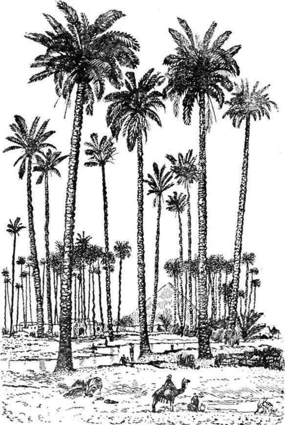 Финиковые пальмы в Сахаре В течение года на пальме вырастает до двенадцати - фото 7