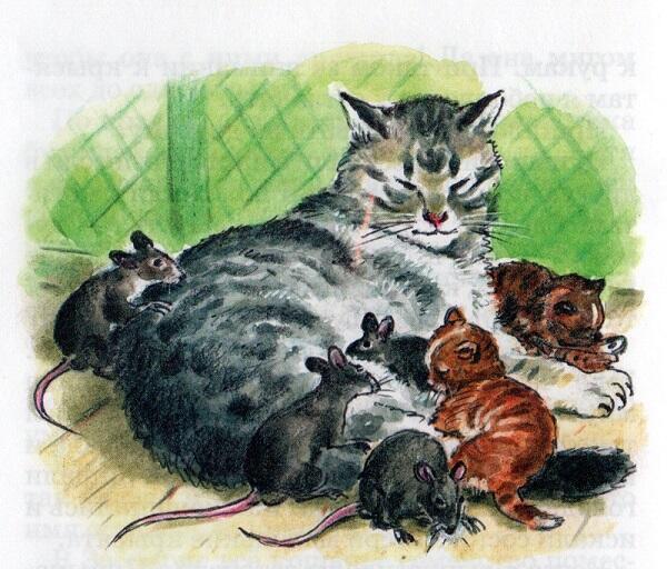Так началась мирная жизнь кошки с крысятами Крысята совсем не были похожи на - фото 1