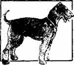 Древние египтяне относились к собаке как к божеству Древнеегипетский бог - фото 1