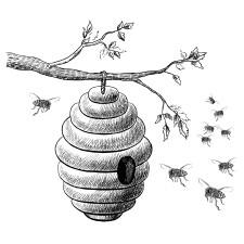 Пчелы появились на Земле задолго до появления человека около 60 млн лет тому - фото 1