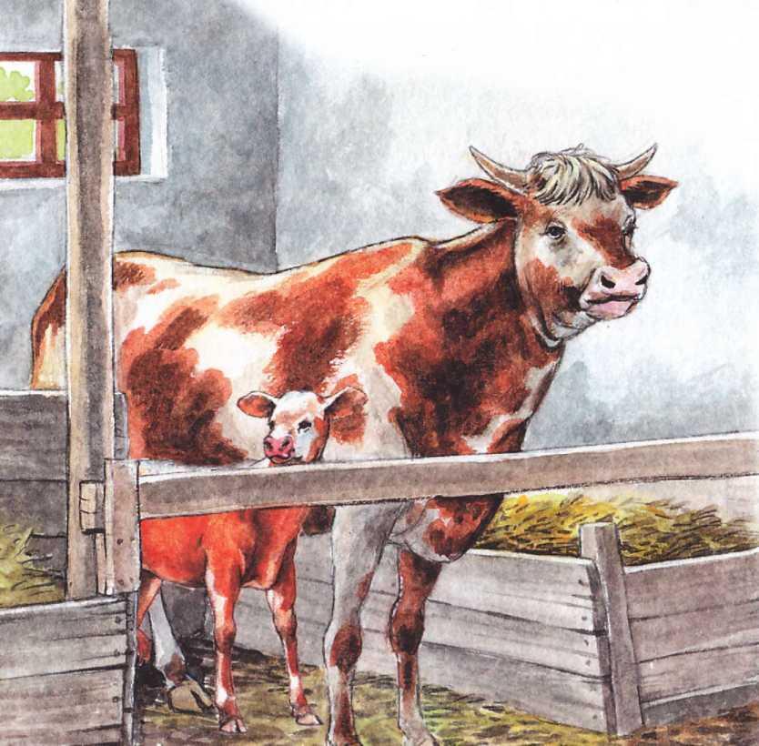 Корова Корова очень полезное для человека животное Мясо молоко сметана - фото 5