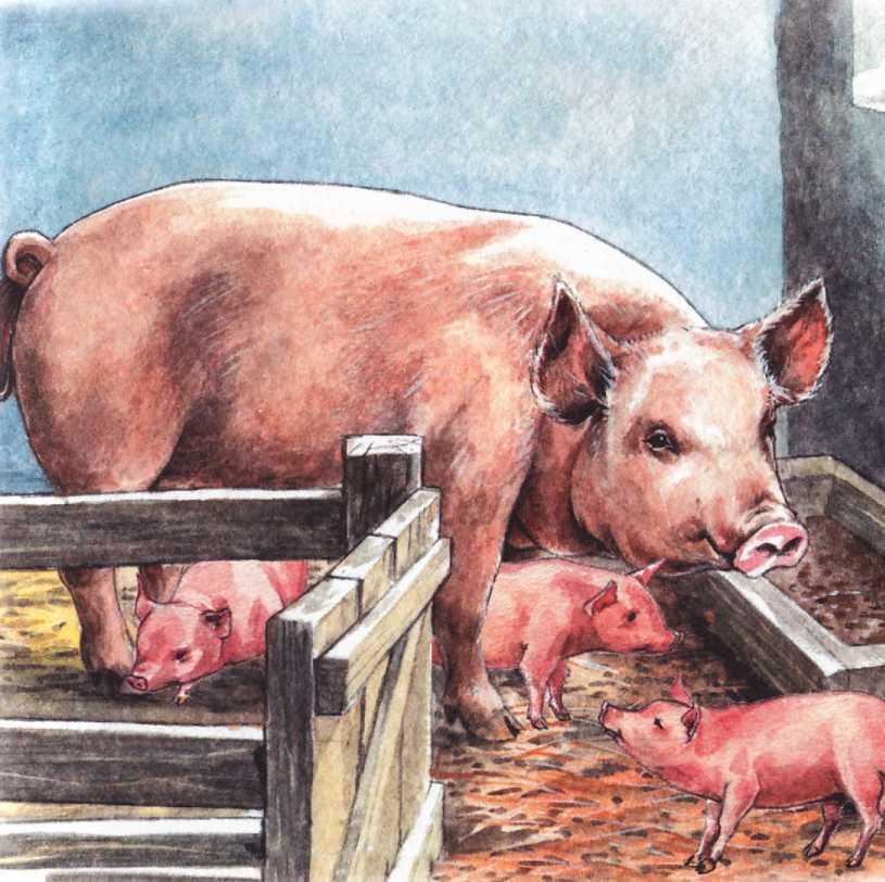 Свинья Свинья даёт нам мясо сало кожу из которой делают обувь перчатки и - фото 9