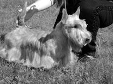 Уши длинношерстных собак требуют тщательного ухода Во время охоты собака может - фото 18